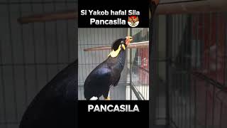 Download lagu Si Yakob Hafal Sila Pancasila ! #burung #birds #shorts #indonesia mp3 Download lagu Si Yakob Hafal Sila Pancasila ! #burung #birds #shorts #indonesia mp3