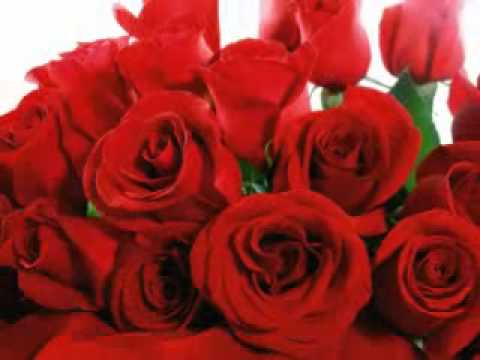 Rosas Vermelhas video