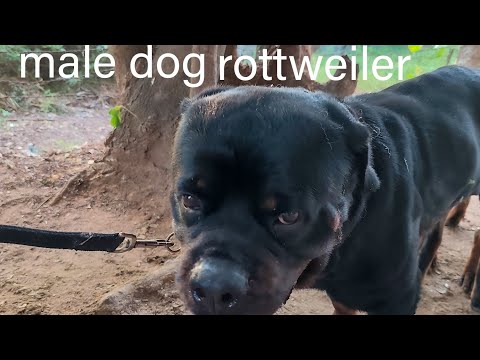 Meet the King of Dog Breeds: Rottweiler Hybrids 🥰