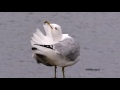 An Exceptional Ring Billed Gull Fail