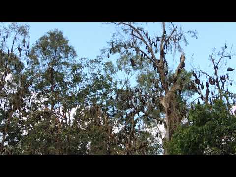 Fruit bats in The Gap Brisbane | 25 July 2019 - 4/4