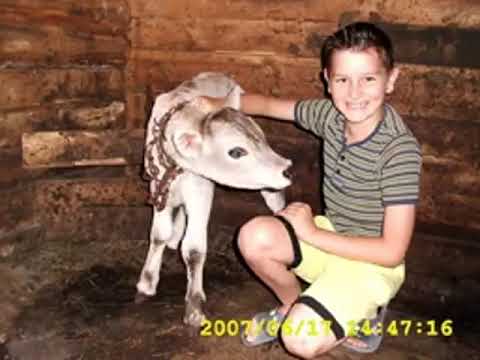 De la noi din Gaujani