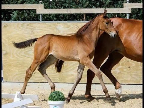 *For Sale* Oldenburgerstute 04/2018 v. Marc Cain x Royal Doruto x Weltmeyer