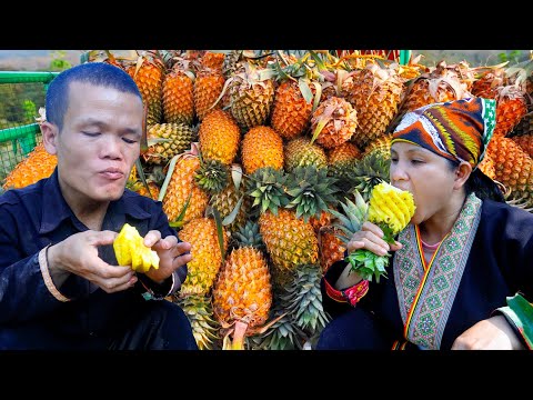 Dwarf Family Harvesting Pineapples to Sell - Harvesting Joy