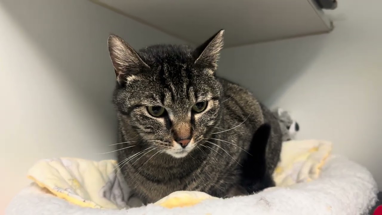 Enlarge Leah Sweet Girl Lap Cat , a ADOPTABLE Domestic Short Hair in Clifton, NJ video 5/6