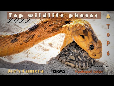 Top wildlife photographers 2022 Kgalagadi Africa
