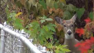 preview picture of video 'Wild Deer Roams City Street in Berkley Michigan'