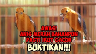 Download lagu SUARA ANIS MERAH TERBAIK BUAT PANCINGAN ANIS BISU GAK SAMPAI 1 MENIT PASTI GACOR mp3