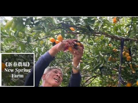 2025勞動金像獎短片組第1名，黃悅玲執導《新春農場》24分鐘全片【公播放映及版權洽談，請洽黃導演，電子郵件 : jdpiano@yahoo.com.tw】