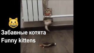 ПРО КОТЯТ. МИЛОТА ЗАШКАЛИВАЕТ! /Video about the kittens. Compilation