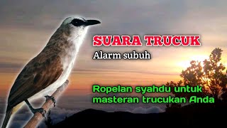 Download lagu Suara Burung Trucuk Gacor Ropel Syahdu Alarm Subuh Untuk Masteran Trucukan Anda mp3