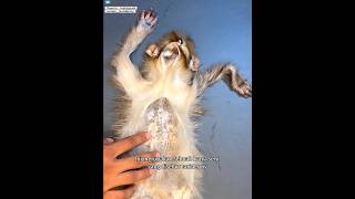 Download lagu Seni Membuat Hewan Mati Seolah Hidup Kembali #faktaunik #shorts mp3