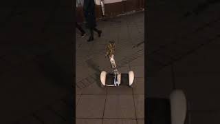 faze tari bufnita pe segway