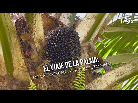 El viaje de la PALMA: De la cosecha al producto final- TvAgro por Juan Gonzalo Angel