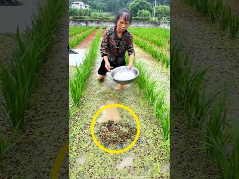 Why were the fish swimming on top of the net? 😱 #shortvideo #fishing #farming #shorts