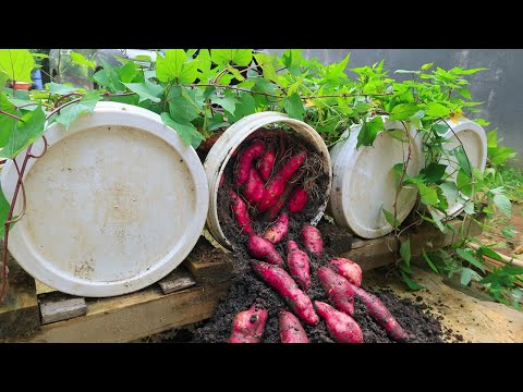 Let s grow bitter melon for your family this way it s very fruity and easy to make