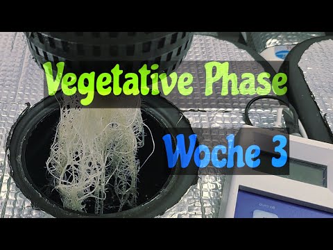 Vegetationsphase Woche 3