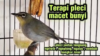 Download lagu Zhostherop therapy || suara pleci koloni , pleci betina birahi memanggil jantan mp3