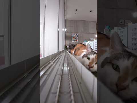 قطط عملاقة ضد قطار صغير! حركة سحب واحدة قلبت القطار بالكامل! 😱🐱