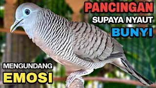 Download lagu Perkutut Lokal Gacor Suara Besar Pancingan Burung Perkutut Agar Cepat Bunyi. mp3