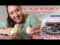 Incubating Hatching The SMALLEST Chicken Breed From SHIPPED EGGS Nurture Right 360 Incubator