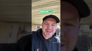 Alien OG Strain Review 2021