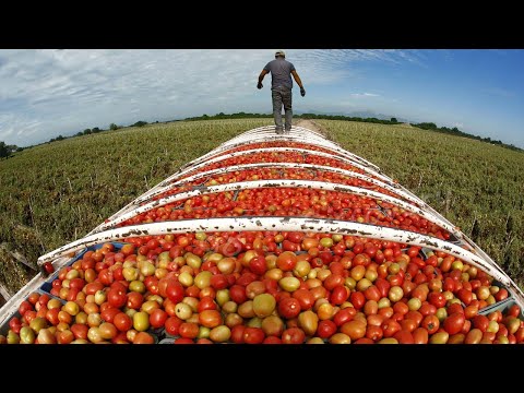 , title : 'American Agriculture Technology - Harvest Billions Of Tomatoes In California'