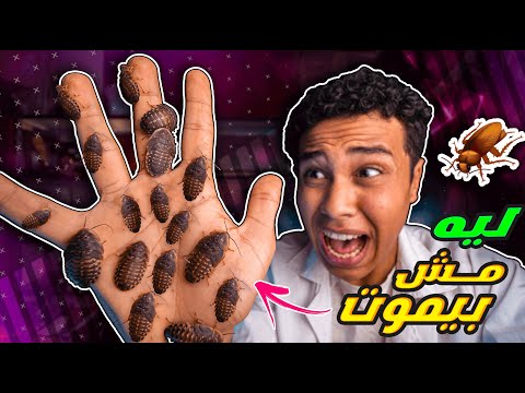 , title : 'ليه الصراصير مش بتموت ؟🪳 أقوي كائن في العالم !!😱'