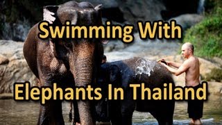 Swimming With Elephants in Thailand