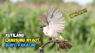 Download lagu Suara Burung Kutilang Gacor Garuda Paling Ampuh Untuk Masteran Dan Pikat mp3