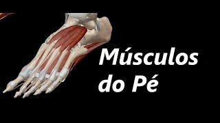 Anatomia dos Músculos do Pé em 3D