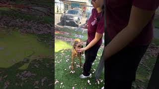 Video preview image #1 German Shepherd Dog Puppy For Sale in Pasadena, CA, USA
