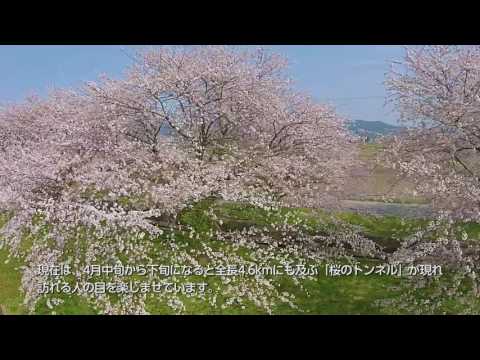 阿賀野市観光協会　桜