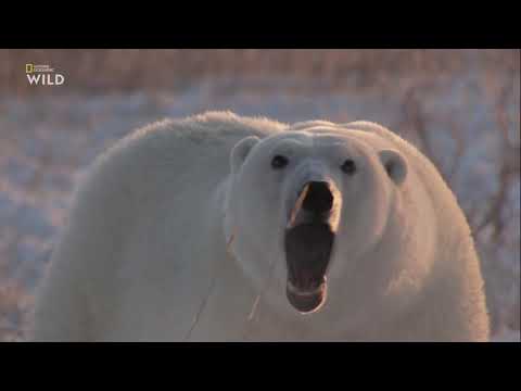 Nat Geo Wild: Дикие охотники 4 серия - Медведи