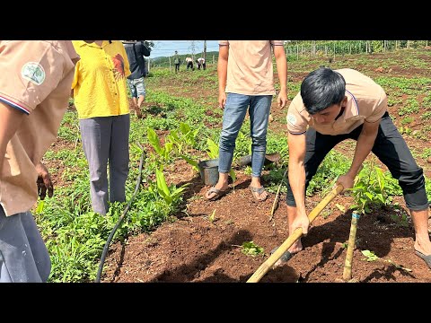 KỸ THUẬT TRỒNG CÂY SẦU RIÊNG VÙNG ĐẤT CAO NGUYÊN ĐÔNG NAM BỘ