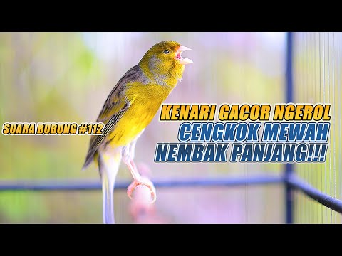 SUARA BURUNG |112| Kenari GACOR PANJANG INI Cocok untuk Masteran KENARI PAUD dan Kenari Macet BUNYI