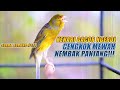 SUARA BURUNG 112 Kenari GACOR PANJANG INI Cocok Untuk Masteran KENARI PAUD Dan Kenari Macet BUNYI