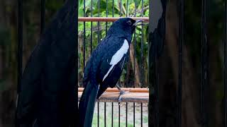 Download lagu the melodious sound of the magpie robin #birds #soundofbirds mp3