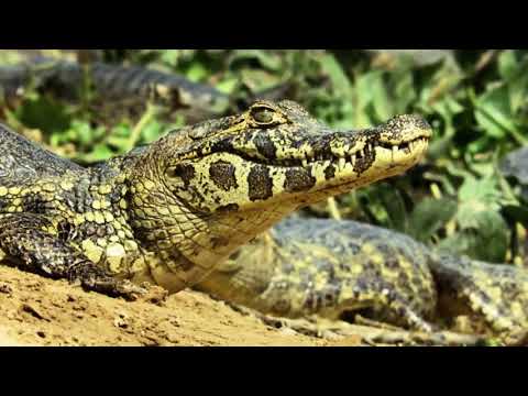 Wild Argentina - Esteros Del Ibera (Capitulo 3, Español Latino)