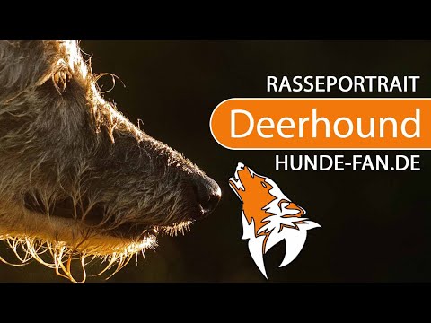 , title : '► Scottish Deerhound [2018] Rasse, Aussehen & Charakter'