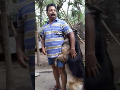 Sorry Achaa❤️😘 #shorts #dog #viral #doglover #charlie  #youtubeshorts #nikhisreevlog