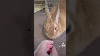 #おもしろ #おもしろ動画 #チワワ #チワワを飼う #ペット動画 #犬 #犬のいる暮らし #うさぎ #うさぎのいる暮らし #ネザーランドドワーフ #喧嘩上等