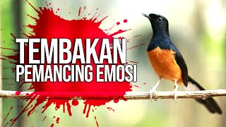 MURAI BATU GACOR bikin EMOSI lawan jadi NYAUT BUNYI BONGKAR MATERI ISIAN ampuh buat PANCINGAN