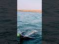 Video Thumbnail for That's  a big pike!! Oscar's PB pike #shorts #fishing #subscribe #like