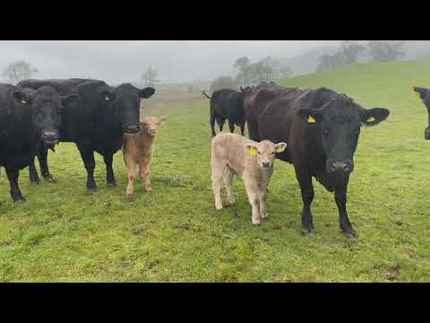 Charolais at Dalswinton Estates April 2023