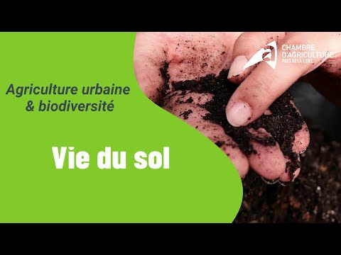 Agriculture urbaine et biodiversité : favoriser la micro faune du sol