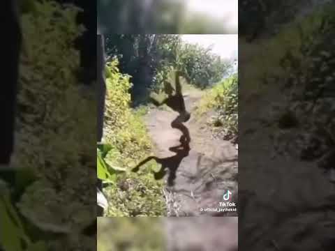 Goblin caught on camera