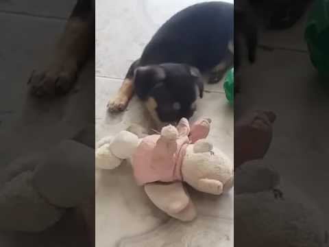 Mi perro tratando de dominar