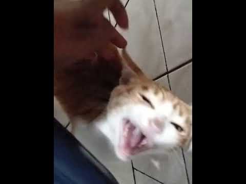 Vídeo de Kim Dan(Kinzinho)