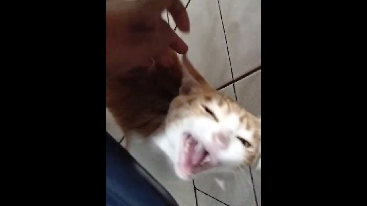 Gato raça SRD-ViraLata idade 1 ano nome Kim Dan(Kinzinho)